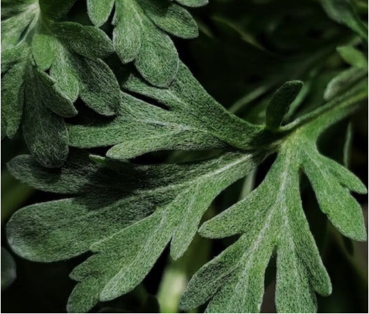 よもぎの葉のクローズアップ